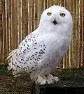 Snowy Owl