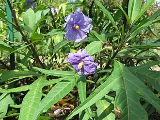 Растение в фазе цветения