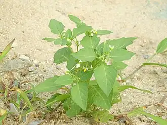 Паслён чёрный