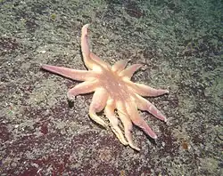 Solaster dawsoni