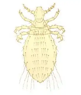 Solenopotes capillatus