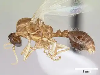 Крылатый самец