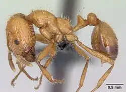 Рабочий Solenopsis geminata - Тропический огненный муравей.