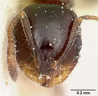Solenopsis schilleri