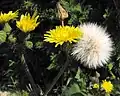 Осот огородный (Sonchus oleraceus)