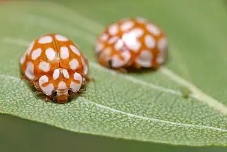 Sospita vigintiguttata