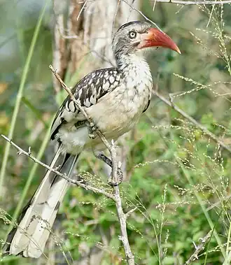 Пестрошейный токо