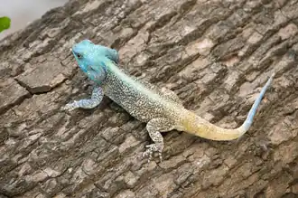 Молуккская парусная ящерица