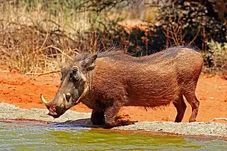 Африканский бородавочник