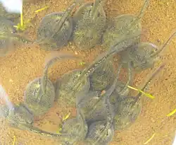 Головастики лопатонога