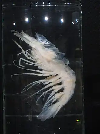 Benthesicymus crenatus