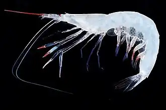 Представитель рода Pasiphaea