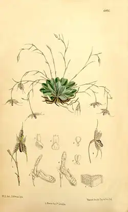 Specklinia aristata
