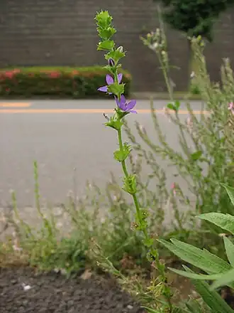 Triodanis perfoliata