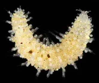 Sphaerodoridium fauchaldi