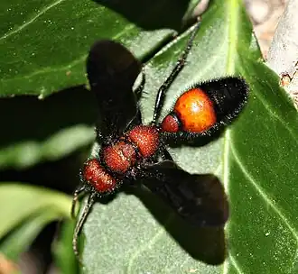 Sphaeropthalma pensylvanica, самец