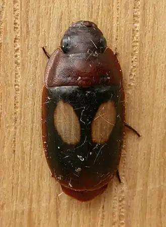 Pseudomorphinae