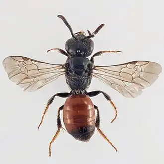 Sphecodes geoffrellus