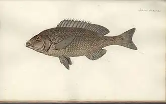 Средиземноморская смарида (Spicara maena)