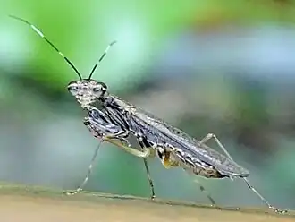 Spilomantis occipitalis