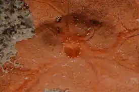 Spirastrella cunctatrix