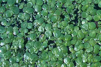 Многокоренник обыкновенный