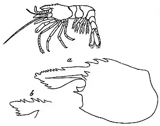 Spirontocaris ochotensis