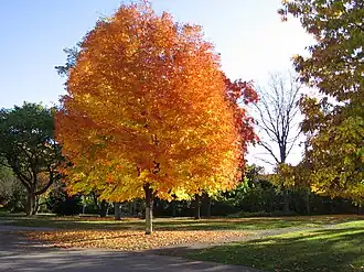 Sugar maple