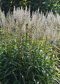 Серобородник сибирский