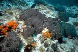 Туалетная губка (Spongia officinalis)