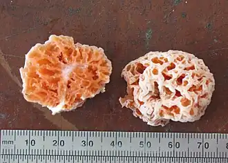 Spongiforma squarepantsii