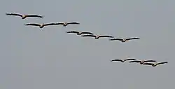 Стая в полёте