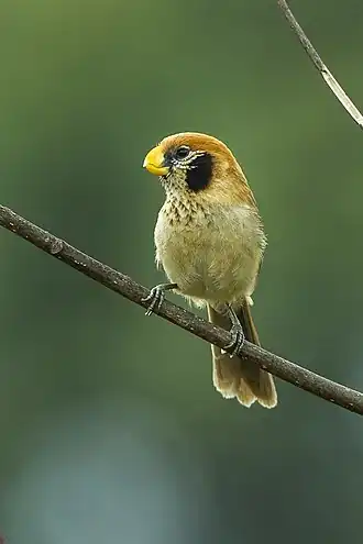 Пестрогрудая сутора Paradoxornis guttaticollis