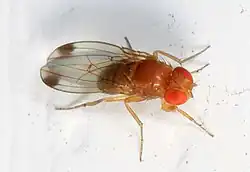 Самец Drosophila suzukii, на кончиках крыльев заметны темные пятна