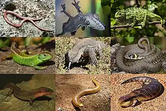 1-й ряд: мексиканская червеобразная ящерица[англ.] (Dibamia), мадагаскарский плоскохвостый геккон (гекконообразные), обыкновенный хамелеон (игуанообразные);
2-й ряд: прыткая ящерица (Lacertiformata), белогорлый варан (веретеницеобразные), обыкновенный уж (змеи);
3-й ряд: Proctoporus chasqui (Teiformata), белая амфисбена (двуходки), обыкновенная исполинская ящерица (Scinciformata)
