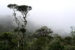 Плато Хортон в тумане