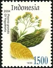 Пизония большая на почтовой марке Индонезии