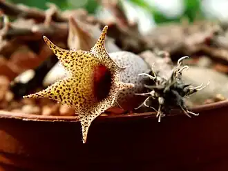 Stapelianthus decaryi