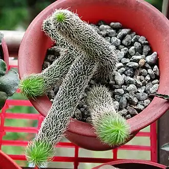 Stapelianthus pilosus