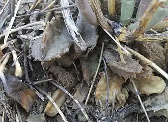 Stapelianthus saxatilis