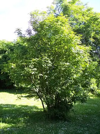 Клекачка перистая (Staphylea pinnata). Общий вид растения.