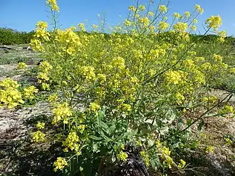 Горчица сарептская (Brassica juncea)