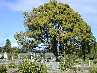 Камфорное дерево. Общий вид растения