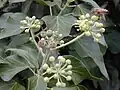 Плющ обыкновенный (Hedera helix)