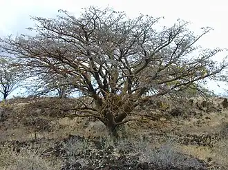 Общий вид растения