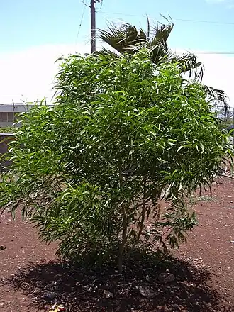 Общий вид молодого дерева. Остров Мауи, государственный питомник в Каулуи (англ. Kahului).