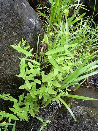 Зверобой недоразвитый