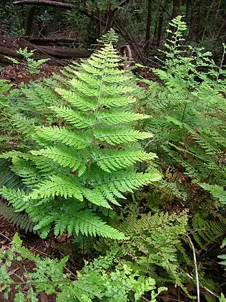 Microlepia strigosa (Микролепия щетинистая)