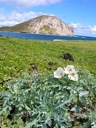 Argemone glauca, Оаху
