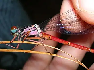 Megalagrion calliphya